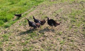 a group of turkeys walking on a dirt field