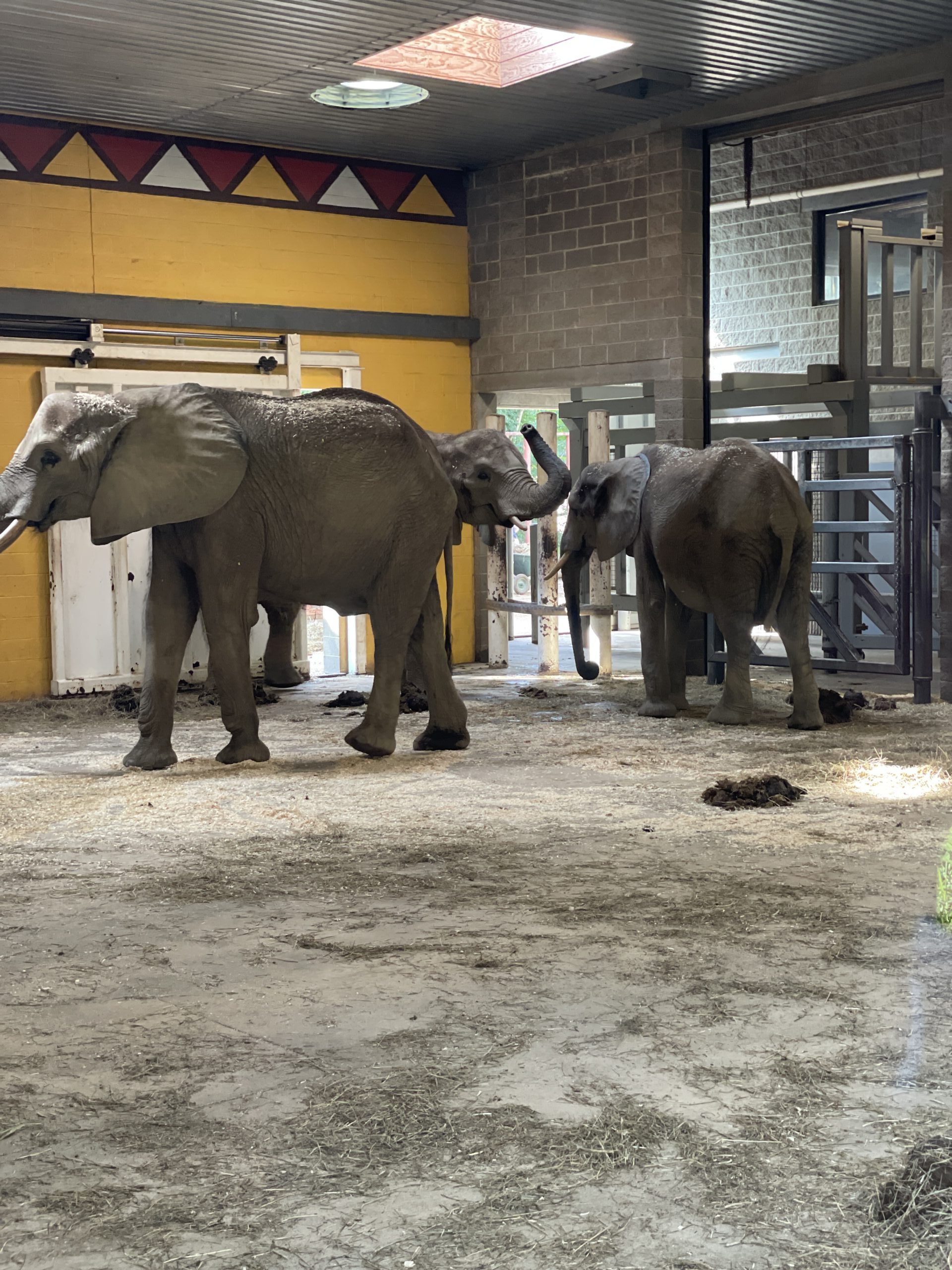 Pittsburgh Zoo Elephants